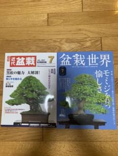 近代盆栽＆盆栽世界　2021年7月号のサムネイル