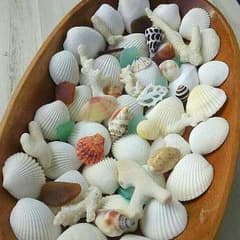 貝殻☆珊瑚☆シーグラスセットのサムネイル