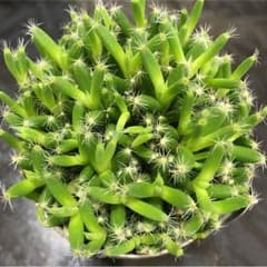 紫晃星のサムネイル