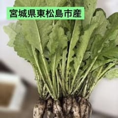 宮城県東松島市産 ミニ大根すかし葉 ネコポスのサムネイル