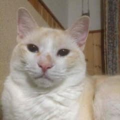 TOKI様専用 wccf 白 カカのサムネイル
