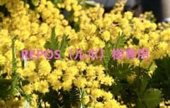 【REPOS（ルポ）様専用】ミモザのサムネイル