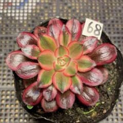 68 #多肉植物アエオニウム錦❤️リな錦❤️1大頭9cm拔き苗 - メルカリ