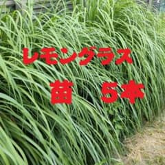 レモングラス苗(7)のサムネイル