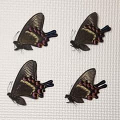 蝶標本 ミヤマカラスアゲハ春型♂2♀2セット 北海道産 飼育品 A品 今春