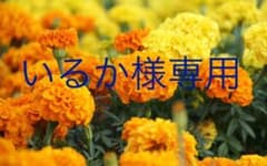 いるか様専用のサムネイル