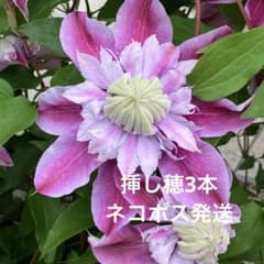 クレマチス 挿し穂 6本セットネコポス便発送 クレマチス 挿し穂 - メルカリ