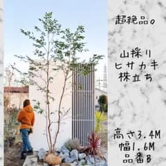 超絶品。山採りヒサカキ株立ち3.4M(鉢底から)品番B - メルカリ