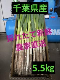 20）千葉県産ミネラル豊富な長ネギ5.5㎏ - メルカリ