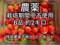 お得！！「農薬:栽培期間中不使用」いちご 「とちあいか」B品 加工用2.9箱分のサムネイル