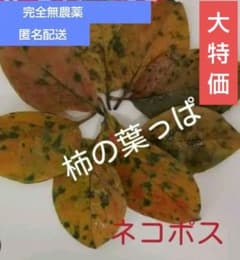 柿の葉　メダカ越冬用　水草のサムネイル