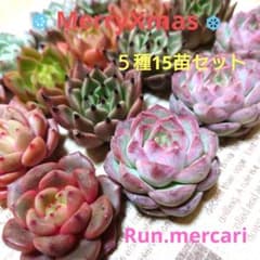 MerryXmas☆5種15苗セット♪☆多肉植物【カット苗】 - メルカリ