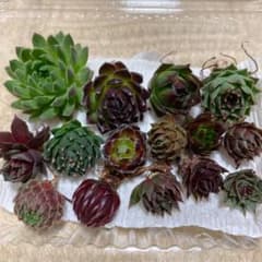 多肉植物 センペルビウムのサムネイル