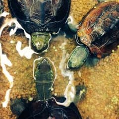 キング様 専用のサムネイル