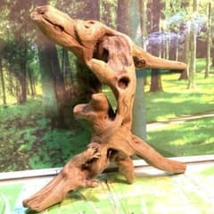 天然水槽用流木 不思議な「H」型の中サイズ自然形状 煮沸沈水確認済み