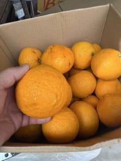 【農家直送・無農薬】静岡産 甘夏みかん 13kg｜採れたて発送｜4月4日収穫のサムネイル