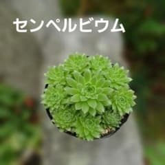 センペルビウム 抜き苗（根付き） 10頭 - メルカリ