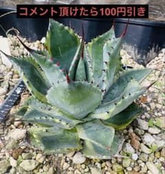 アガベ ポタトラム 吉祥冠錦 agave 耐寒性 地植え 約20cmのサムネイル