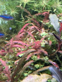 ハイグロフィラ ピンナティフィダUKの水中葉4+1株セット　無農薬のサムネイル