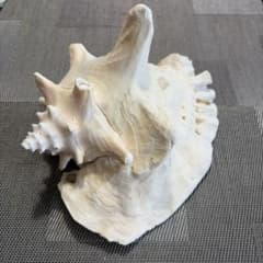 コンク貝（ピンクガイ・コンクシェル）天然貝殻 インテリア 置物 （商品番号29）のサムネイル