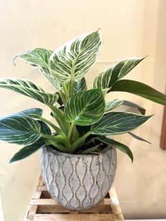 そのまま飾れるフィロデンドロン バーキン 観葉植物　陶器鉢込み