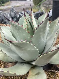 パリー ハイブリッド ホーチエンシス オバティフォリア 子株① - メルカリ