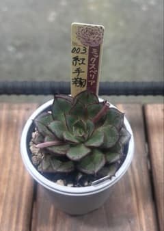 ミックスベリア　紅手鞠② 多肉植物　抜き苗のサムネイル