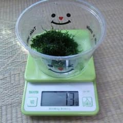 ウィローモス    ヤギちゃんさん用のサムネイル
