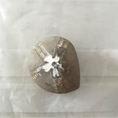 入手困難 レア コレクション 化石のサムネイル