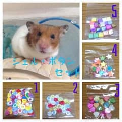 ありしん様用 シェル・ボタン セットのサムネイル