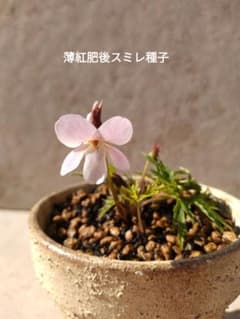 薄紅肥後 スミレ 種子40粒 ★匿名配送 配送状況確認可★ すみれのサムネイル