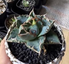 な*ち様 アガベ チタノタ 地勇星 発根管理中【強鋸歯・ブツブツ