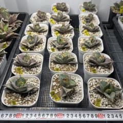 アガベ　【金剛】　TC株のサムネイル