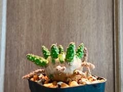 木質化！ ユーフォルビア ガムケンシス - メルカリ