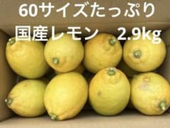 国産　大きめレモン　2.9kg　60サイズのサムネイル