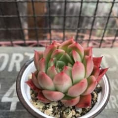 多肉植物　相府蓮×ピンウィールのサムネイル