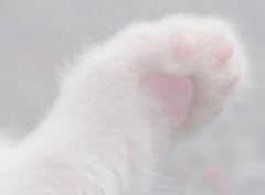 ともお 様 / 専用のサムネイル