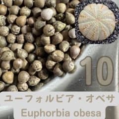 ユーフォルビア・オベサ 2026種子10s Euphorbia obesa - メルカリ