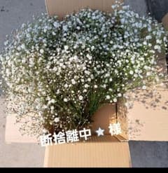 ⭐かすみそう⭐のサムネイル