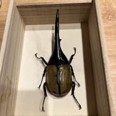 H*R様 ヘラクレスオオカブト標本 約13cm 木製ケース入りタランドゥス