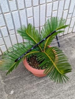 ondo様専用　♪ ソテツ2株　蘇鉄　抜き苗　サボテン　多肉植物 ♪のサムネイル