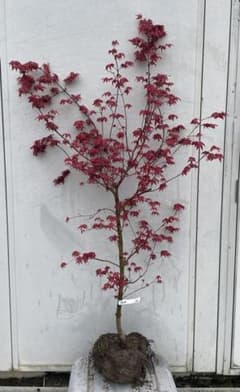 現品》血汐紅葉（チシオモミジ）樹高1.3m（根鉢含まず）03【千染/赤葉