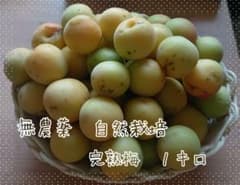 サイズ混合 完熟梅 １キロ 無農薬栽培 自然栽培のサムネイル