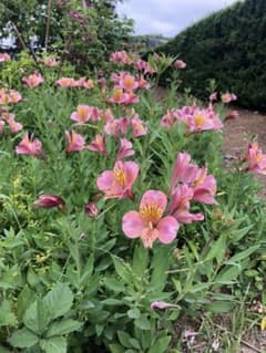 アストロメリア発芽球根(❁´ω`❁)のサムネイル