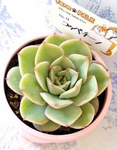 コッペチーノ札付きポットごとメルカリ便ファームパルクさん苗 - メルカリ