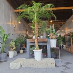 ③ フェニックス ロベレニー9号特大苗木最高等級極上品‼️ - メルカリ