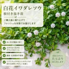 白花イワダレソウ 根付き抜き苗 ネコポスいっぱい グランドカバー 農薬不使用のサムネイル
