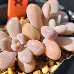 R 桜美人 多肉植物◇抜き苗 - メルカリ