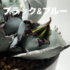 アガベチタノタブラック&ブルー子株のサムネイル
