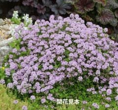 クリーピングタイム　抜き苗約５０ｇ（パックの重さ込み）のサムネイル